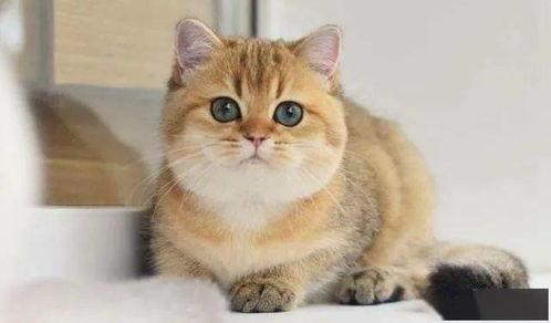 胖猫最新证据爆料是真的吗,真相揭晓,是真是假?